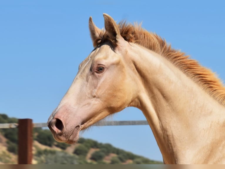 PRE Hingst 1 år 145 cm Pärla in Provinz Cordoba