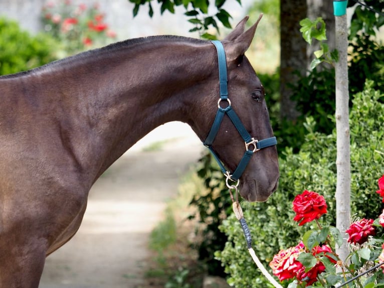 PRE Blandning Hingst 1 år 150 cm Svart in NAVAS DEL MADRONO