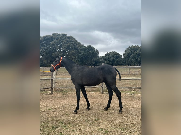 PRE Blandning Hingst 1 år 154 cm Grå in La Fuente De San Esteban