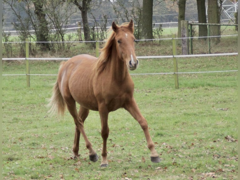 PRE Blandning Hingst 1 år 157 cm fux in Steyerberg