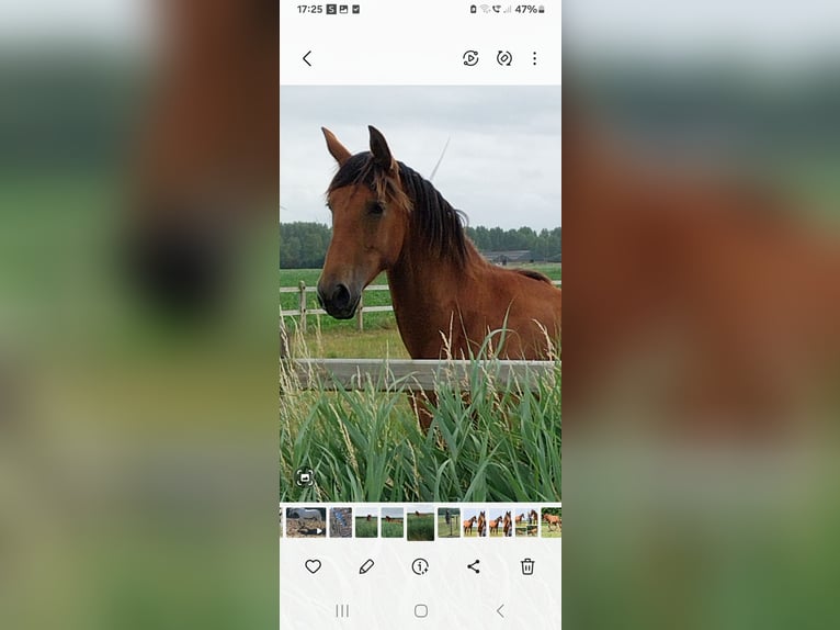 PRE Blandning Hingst 1 år 158 cm Brun in Nieuw- en Sint Joosland