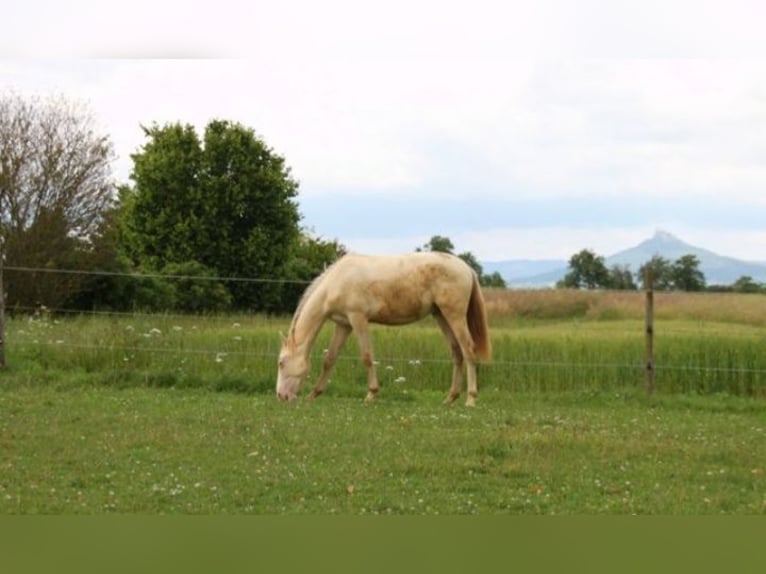 PRE Blandning Hingst 1 år 159 cm Perlino in Balingen