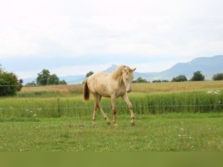 PRE Blandning Hingst 1 år 159 cm Perlino in Balingen