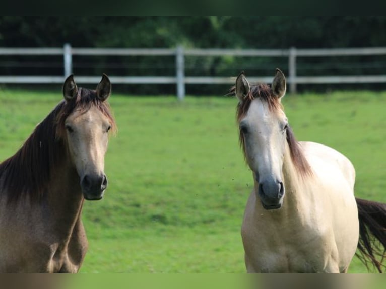 PRE Hingst 1 år 160 cm Braunfalbschimmel in Bibertal