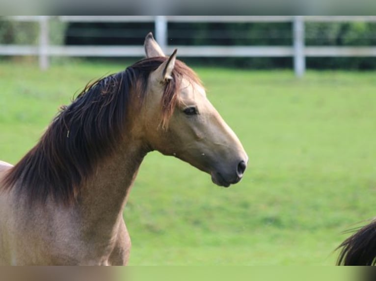 PRE Hingst 1 år 160 cm Braunfalbschimmel in Bibertal