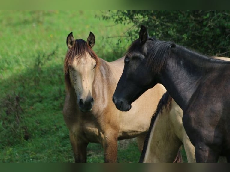 PRE Hingst 1 år 160 cm Braunfalbschimmel in Bibertal