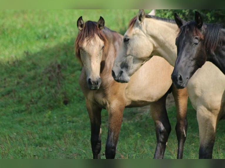 PRE Hingst 1 år 160 cm Braunfalbschimmel in Bibertal