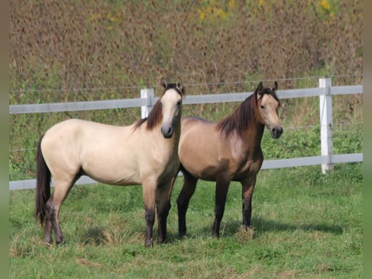 PRE Hingst 1 år 160 cm Braunfalbschimmel in Bibertal