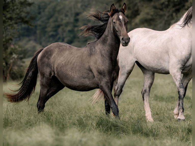 PRE Hingst 1 år 162 cm Grå in Otterberg