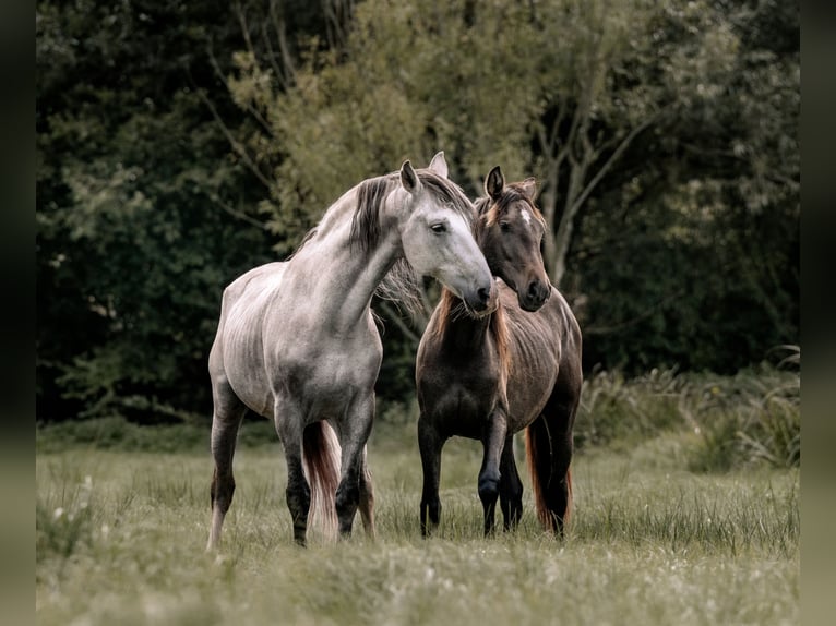 PRE Hingst 1 år 162 cm Grå in Otterberg