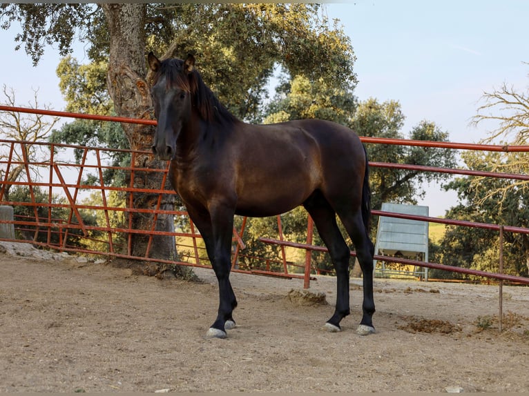 PRE Blandning Hingst 1 år 162 cm Svart in Galaroza