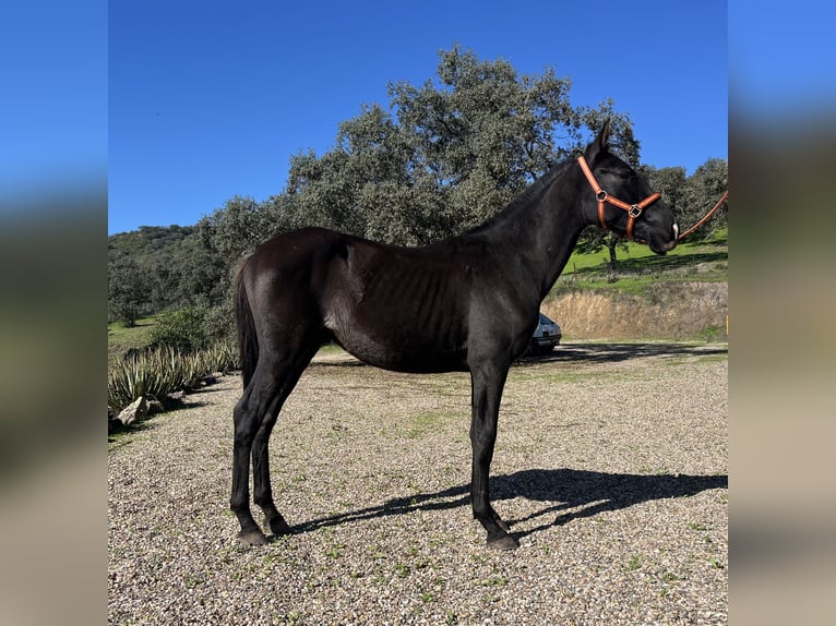 PRE Hingst 1 år 165 cm Svart in Posadas