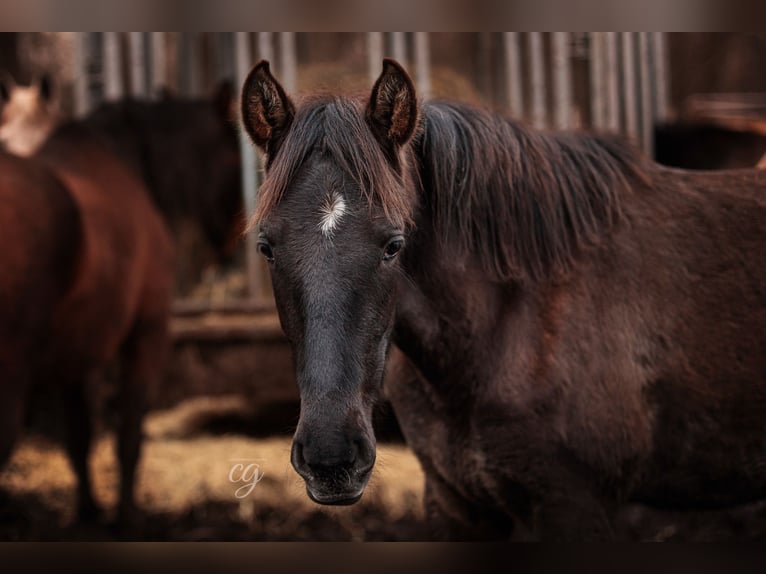 PRE Hingst 1 år 165 cm Svart in Leipe