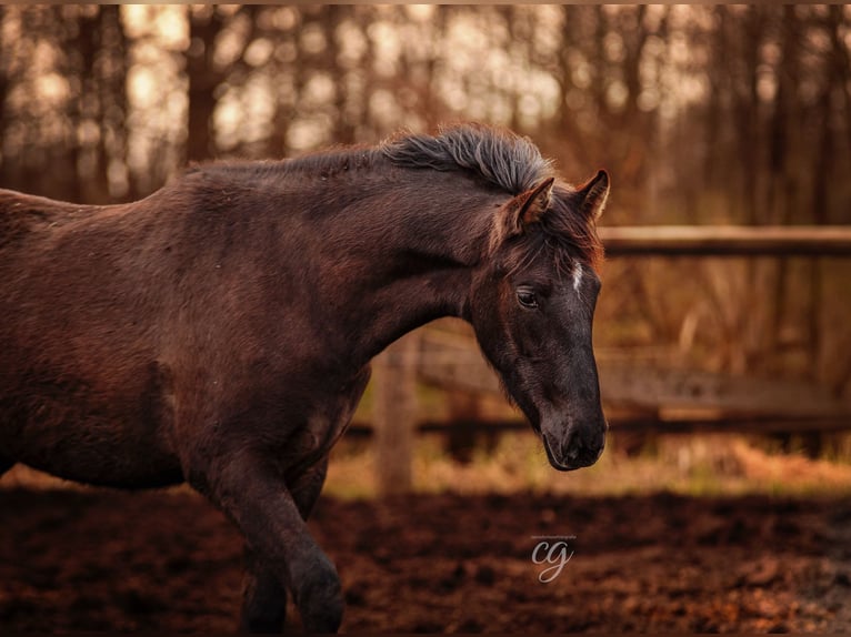 PRE Hingst 1 år 165 cm Svart in Leipe