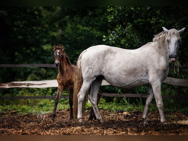 PRE Hingst 1 år 168 cm Grå in Leipe