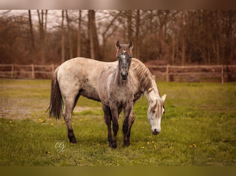 PRE Hingst 1 år 168 cm Grå in Leipe