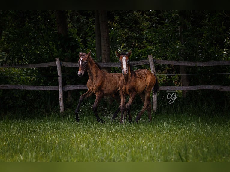 PRE Hingst 1 år 168 cm Grå in Leipe