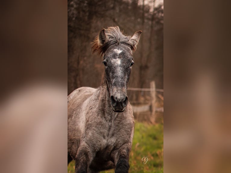 PRE Hingst 1 år 168 cm Grå in Leipe