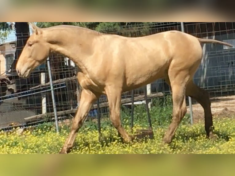 PRE Hingst 1 år 170 cm Svart in El Real De La Jara