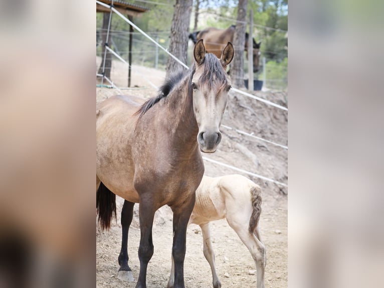 PRE Blandning Hingst 1 år 172 cm Perlino in Alcoi/Alcoy