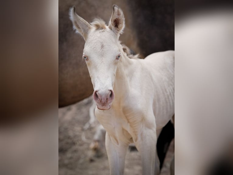 PRE Blandning Hingst 1 år 172 cm Perlino in Alcoi/Alcoy