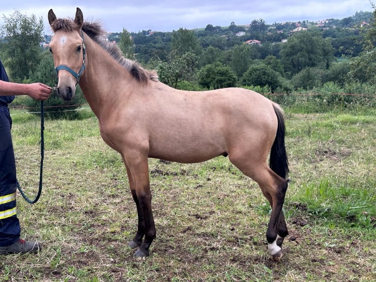 PRE Blandning Hingst 1 år Black in Vega (Gijón)