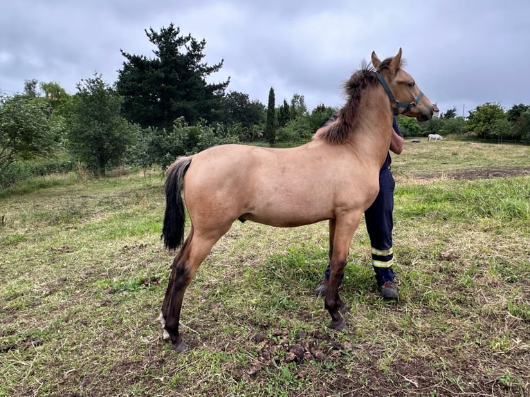 PRE Blandning Hingst 1 år Black in Vega (Gijón)