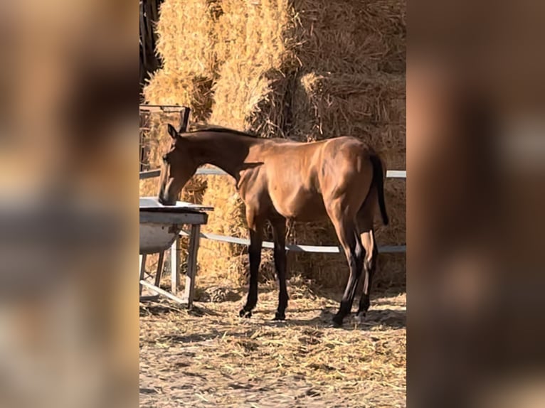 PRE Hingst 1 år Brun in Arcos de la Frontera