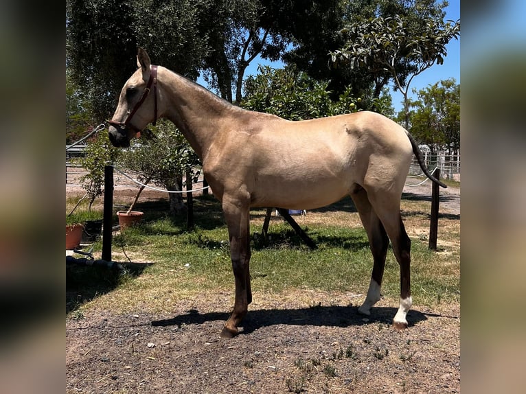 PRE Hingst 1 år Brun in Almonte