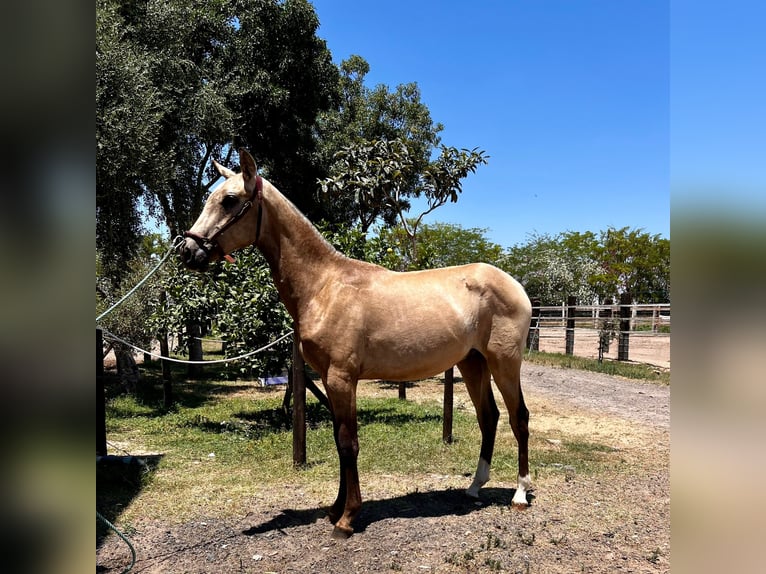 PRE Hingst 1 år Brun in Almonte