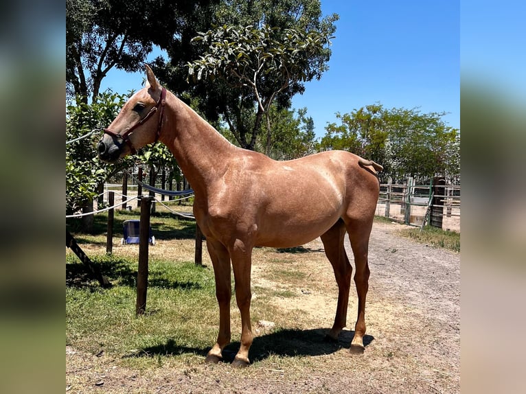 PRE Hingst 1 år Grå in Almonte