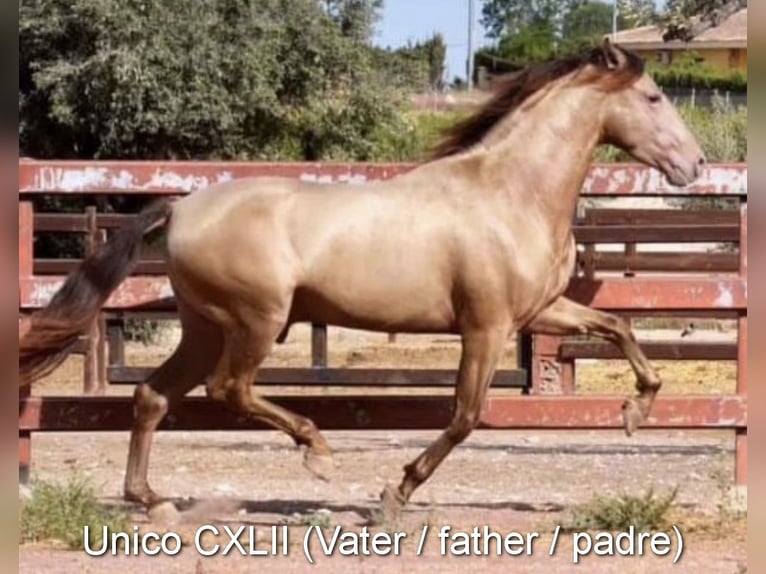 PRE Hingst 1 år Mörkbrun in Provinz Granada