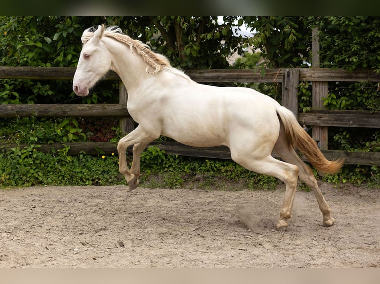 PRE Hingst 1 år Pärla in Kampenhout