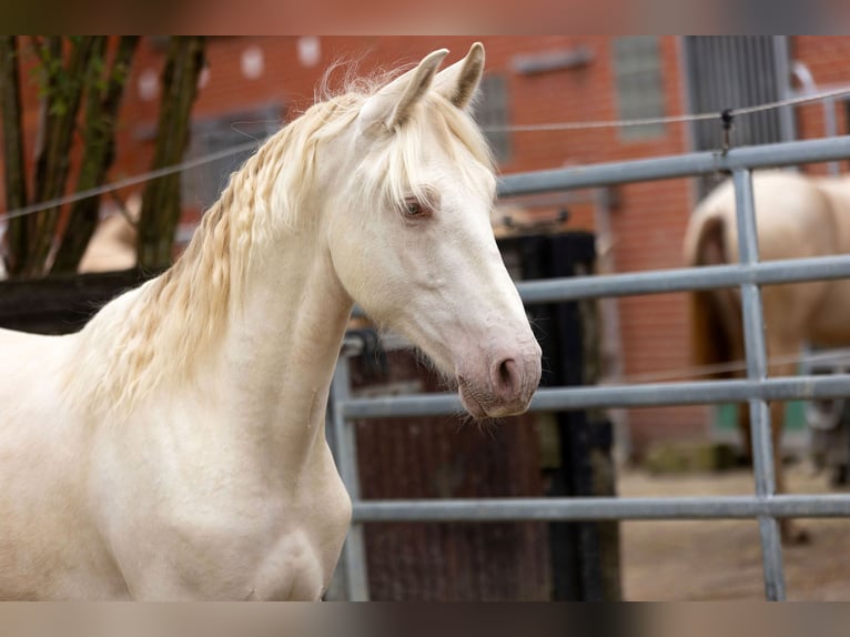 PRE Hingst 1 år Pärla in Kampenhout