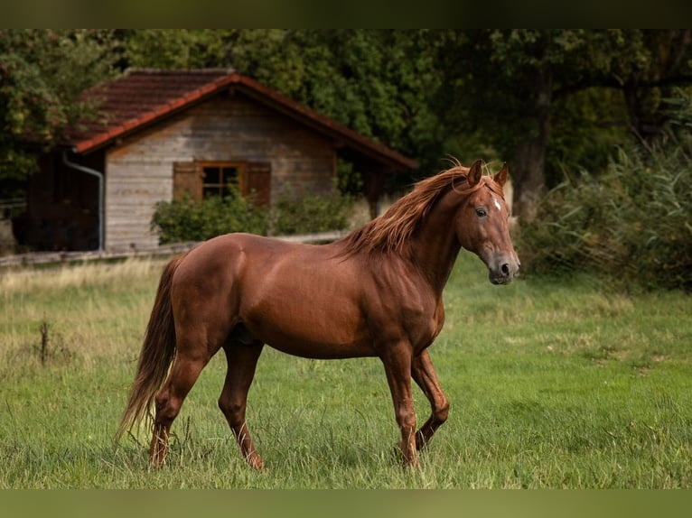 PRE Hingst 23 år 156 cm fux in Feuchtwangen