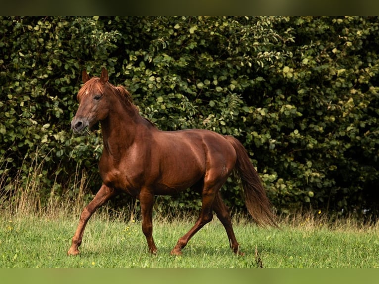 PRE Hingst 23 år 156 cm fux in Feuchtwangen