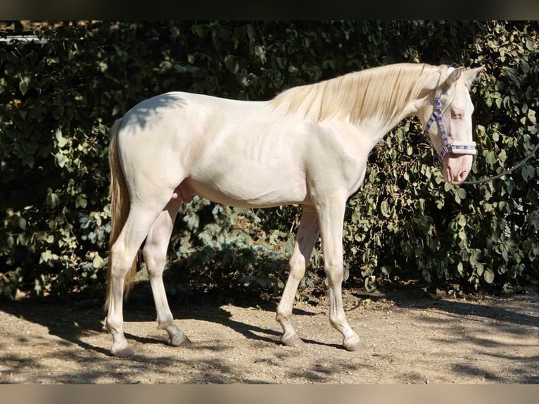 PRE Blandning Hingst 2 år 149 cm Perlino in Visz