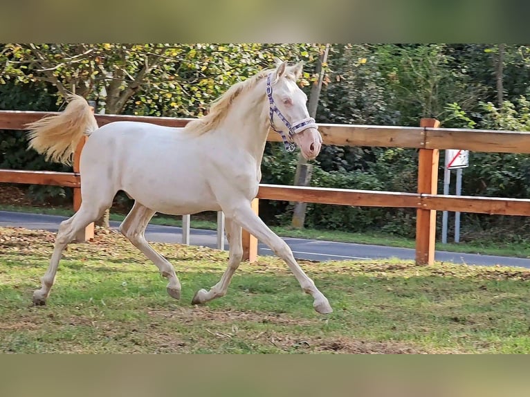 PRE Blandning Hingst 2 år 149 cm Perlino in Visz