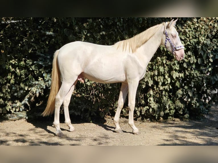 PRE Blandning Hingst 2 år 149 cm Perlino in Visz