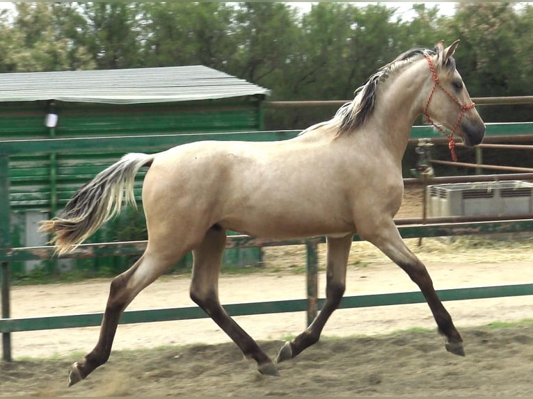 PRE Blandning Hingst 2 år 155 cm Black in Pedret i Marzá Cataluña