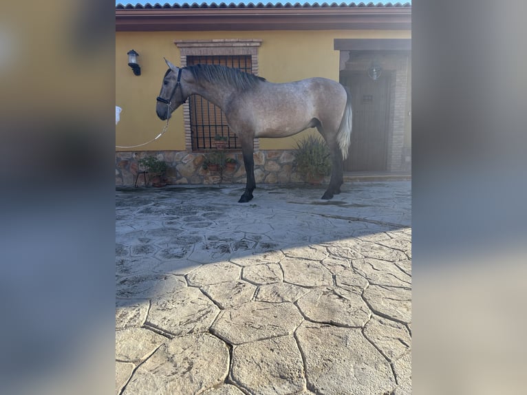 PRE Hingst 2 år 156 cm Grå-röd-brun in Valderrubio