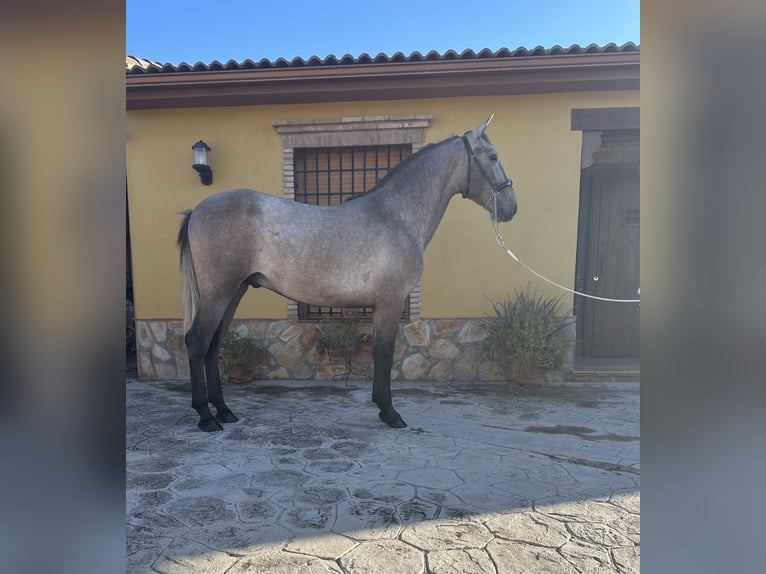 PRE Hingst 2 år 156 cm Grå-röd-brun in Valderrubio