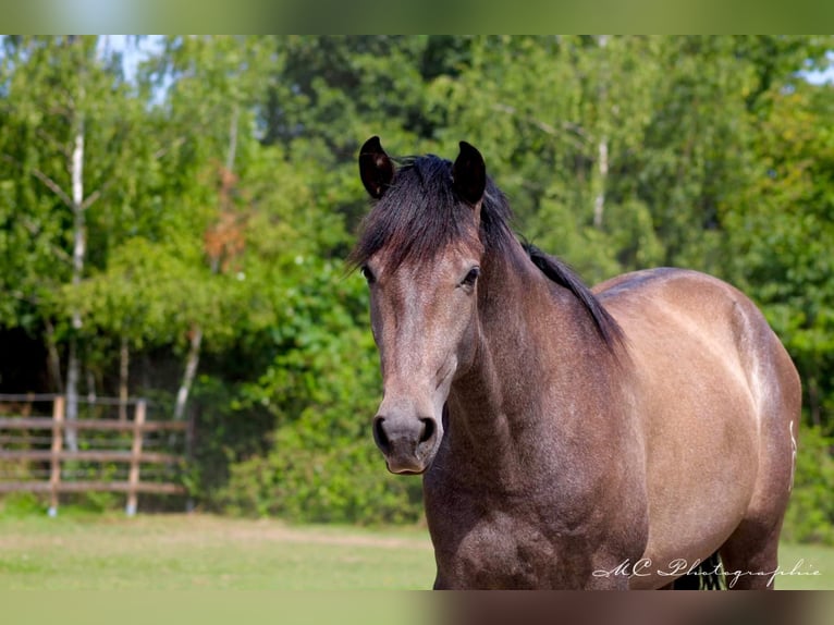 PRE Blandning Hingst 2 år 157 cm Grå in Brandis