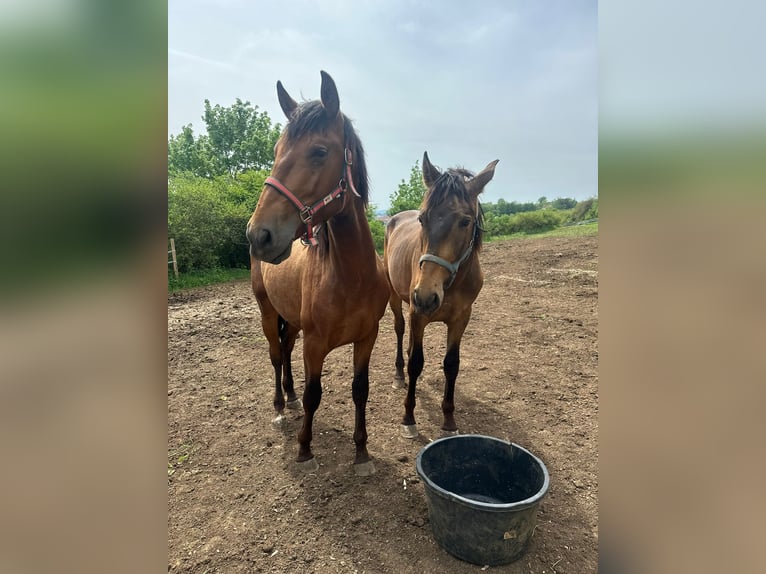 PRE Hingst 2 år 158 cm Brun in Marktoffingen