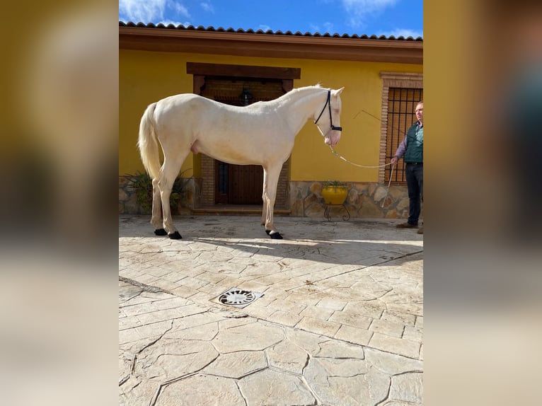 PRE Blandning Hingst 2 år 158 cm Cremello in Valderrubio