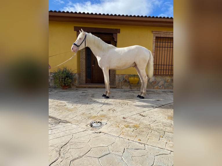 PRE Blandning Hingst 2 år 158 cm Cremello in Valderrubio