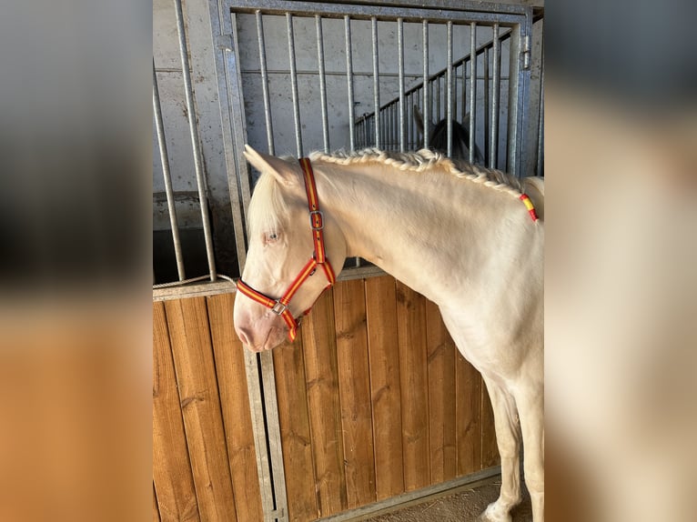 PRE Blandning Hingst 2 år 158 cm Cremello in Valderrubio