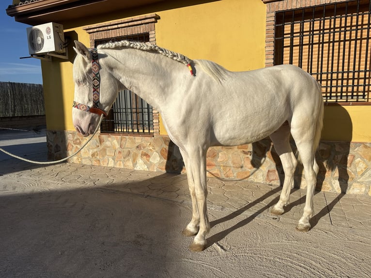 PRE Blandning Hingst 2 år 158 cm Cremello in Valderrubio