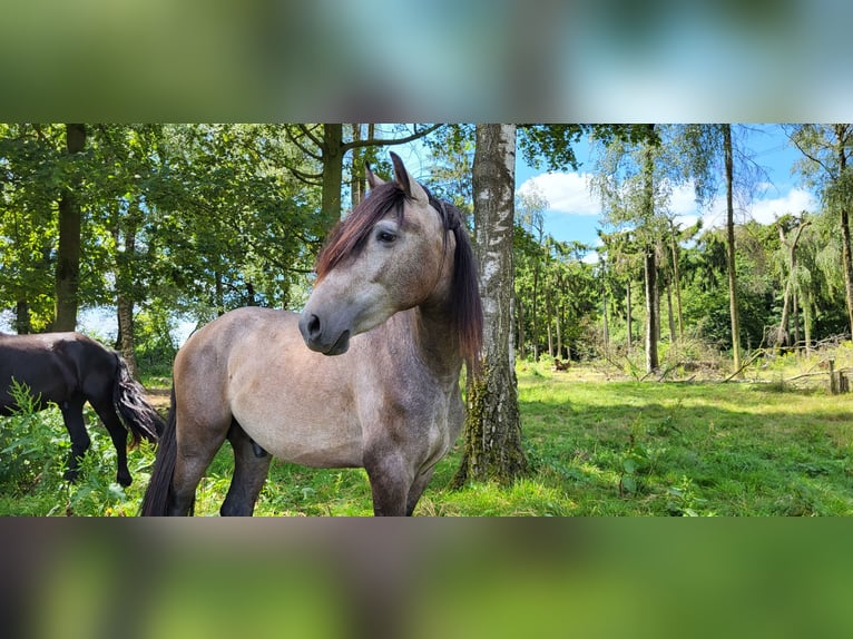 PRE Blandning Hingst 2 år 158 cm Grå in Venray