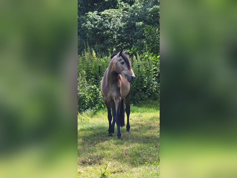 PRE Blandning Hingst 2 år 158 cm Grå in Venray